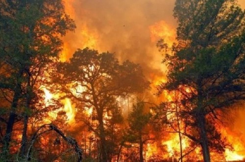 4 Hectares of Land in Gunung Geulis Area of Sukabumi Burned, Extinguished Wednesday Night