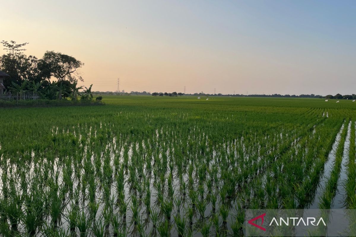 Indramayu Regency Government: PM-AAS boosts rice productivity to 10.45 tonnes per hectare