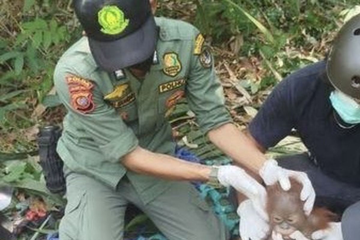 Indonesia relocates 3 endangered orangutans amid severe dry season