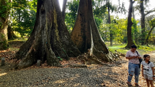 Inspiration from the 'Pohon Jodoh' at Bogor Botanical Gardens