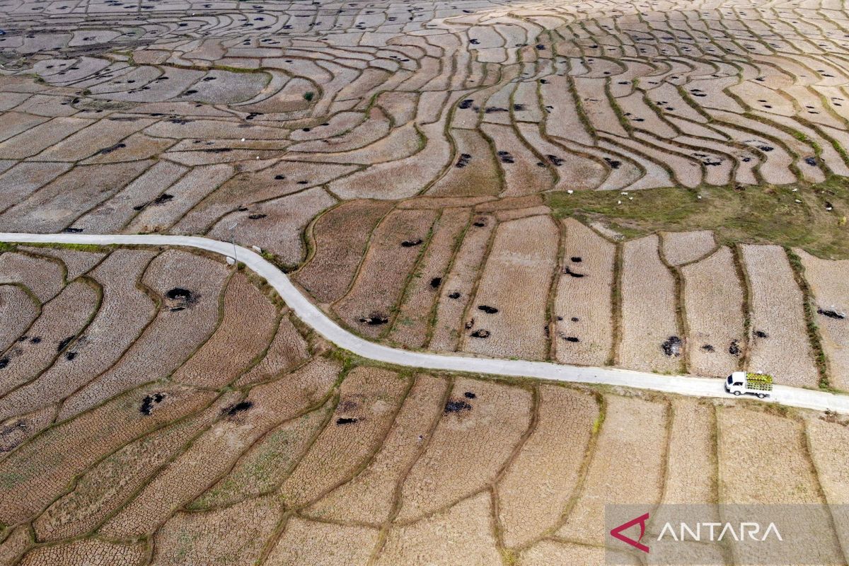 El Nino Threat in West Java: BMKG Reveals Peak Drought and Gradual Rain Forecast