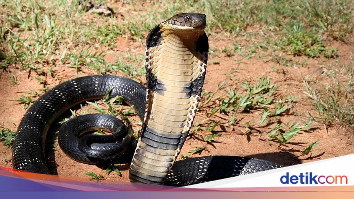 2.5-Metre King Cobra Evacuated from Behind Resident's Home in Mambang, Tabanan