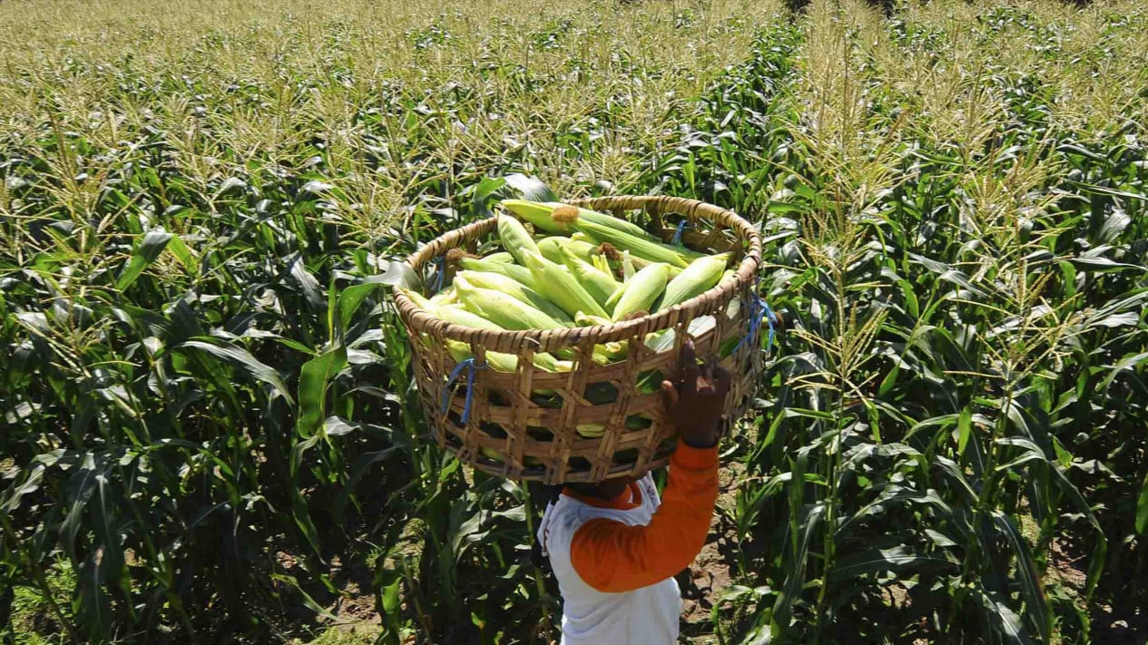 Government Collaborates on 10,000 Hectares of Land for Corn Cultivation to Strengthen Food and Energy Security