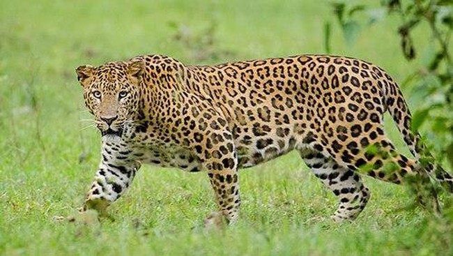 Human Carries Leopard on Back, Then Rides It