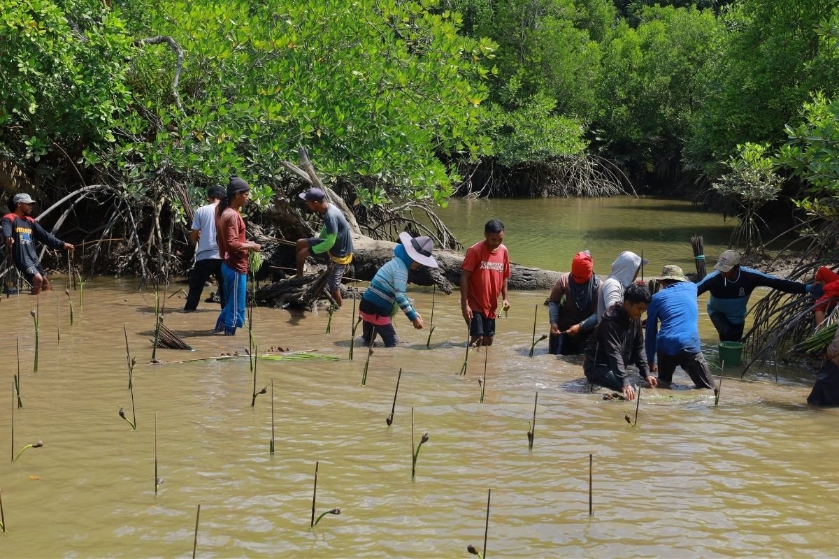 Ministry of Forestry engages communities to rehabilitate 1,276 hectares of mangrove in Kutai Kartanegara