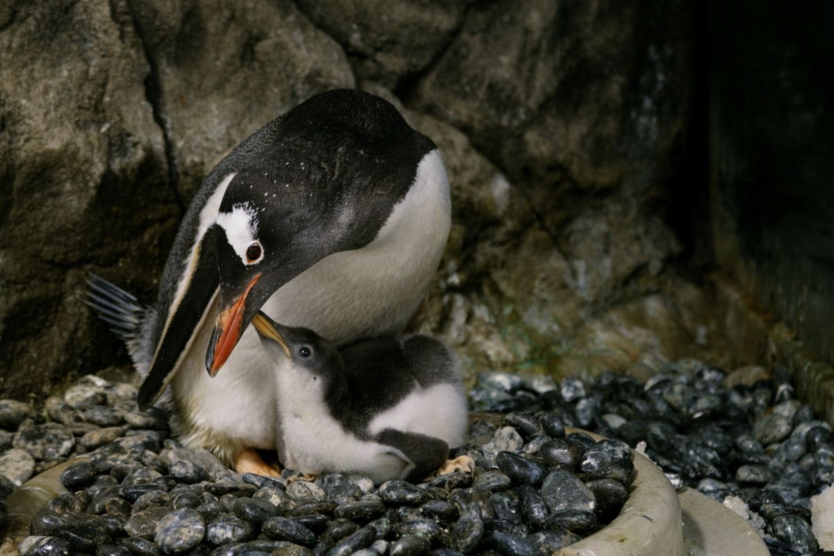 Australia to evacuate scientists from sub-Antarctic island
