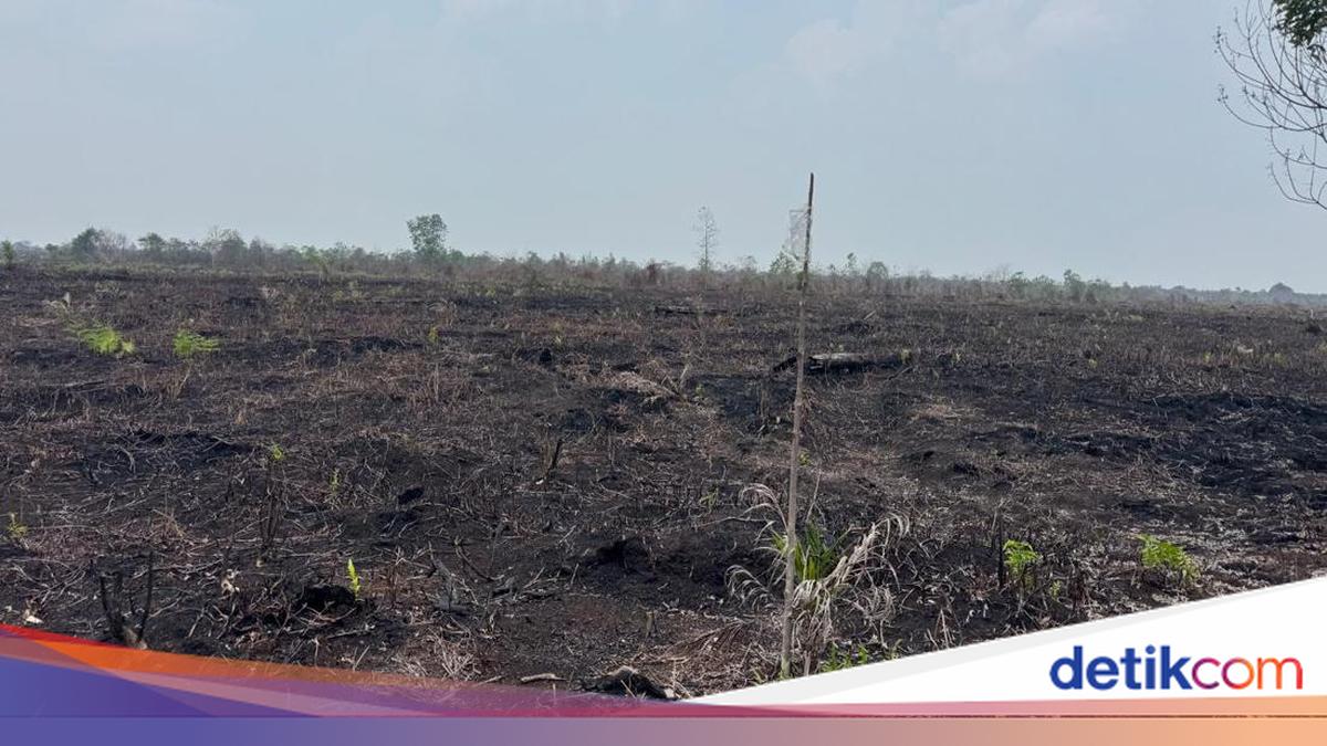 Bengkalis Police Name One Suspect in Forest Fire and Illegal Encroachment Case