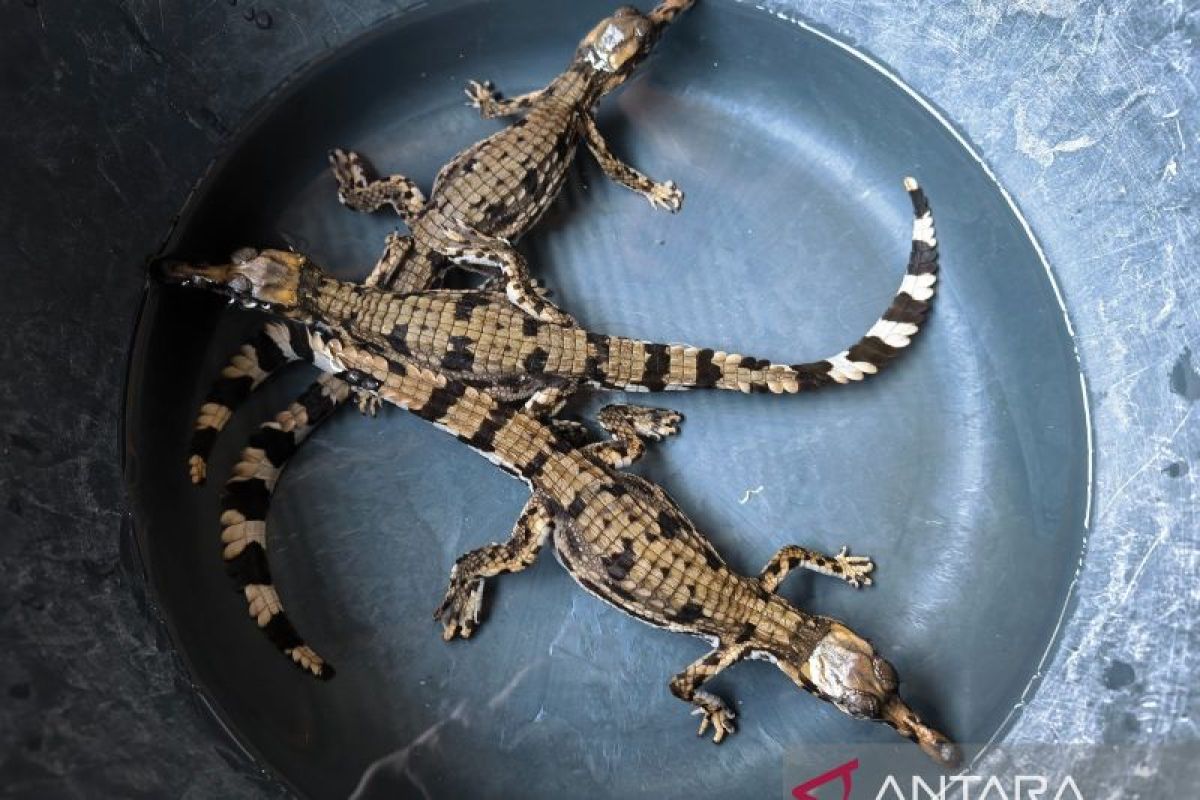 Evacuation of three juvenile false gharials reveals new habitat in West Kalimantan