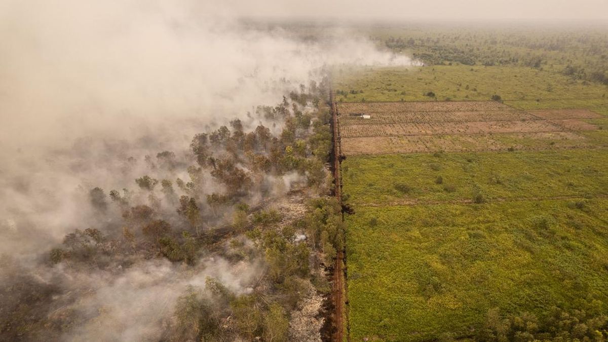Ten Named as Suspects in Jambi Forest and Land Fires