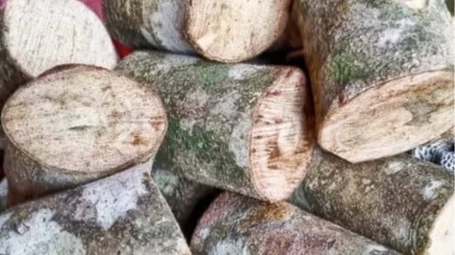 Snakewood, a Treasure from Papua Coveted from Arabia to Europe