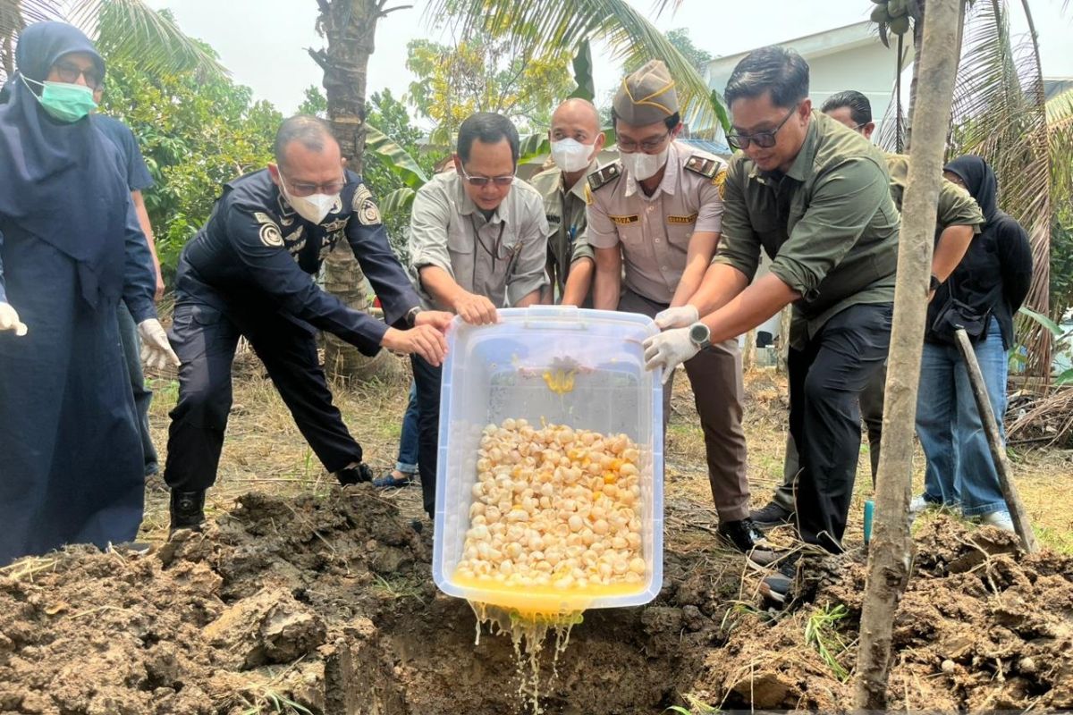 1,190 infertile turtle eggs found in Sambas destroyed