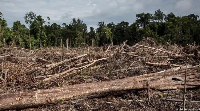 Forest Destroyers Sentenced to Death