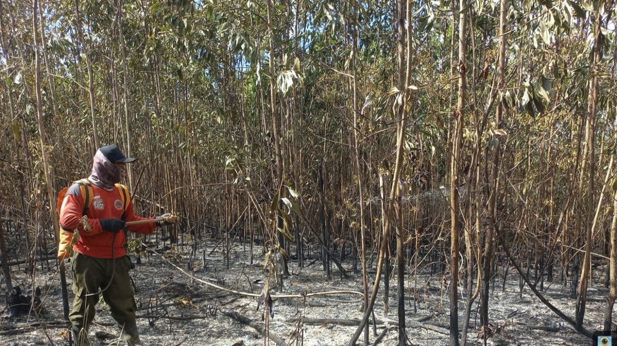 Central Kalimantan Forest Fires Still Not Extinguished, Governor Orders Maximum Handling
