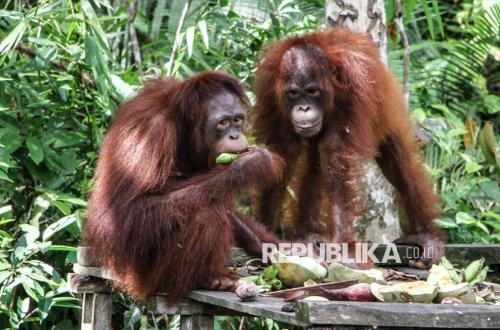 Public Figures Adopt Orangutans: Not as Pets, But Through a Virtual Initiative