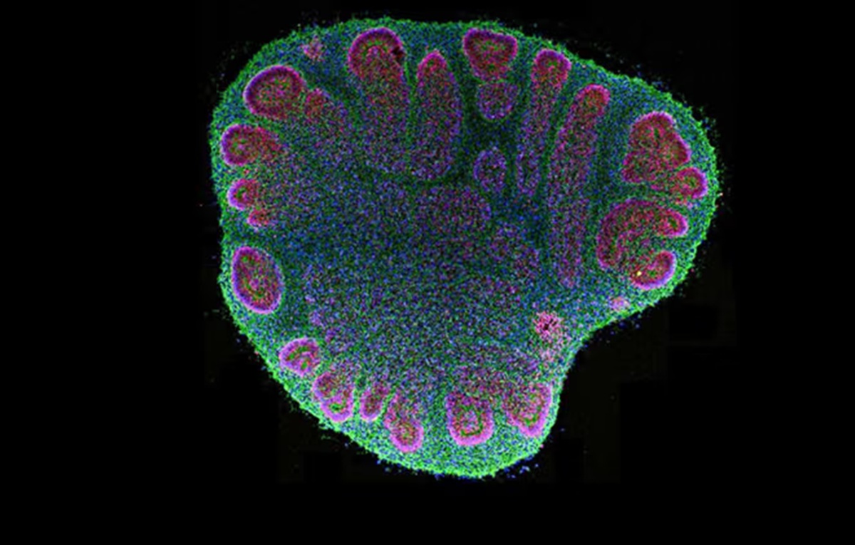 Mini Brain Organoids Capable of Surviving and Developing for Years