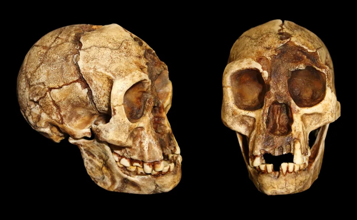 Flores 'Hobbit' Species Walked More Like Modern Humans