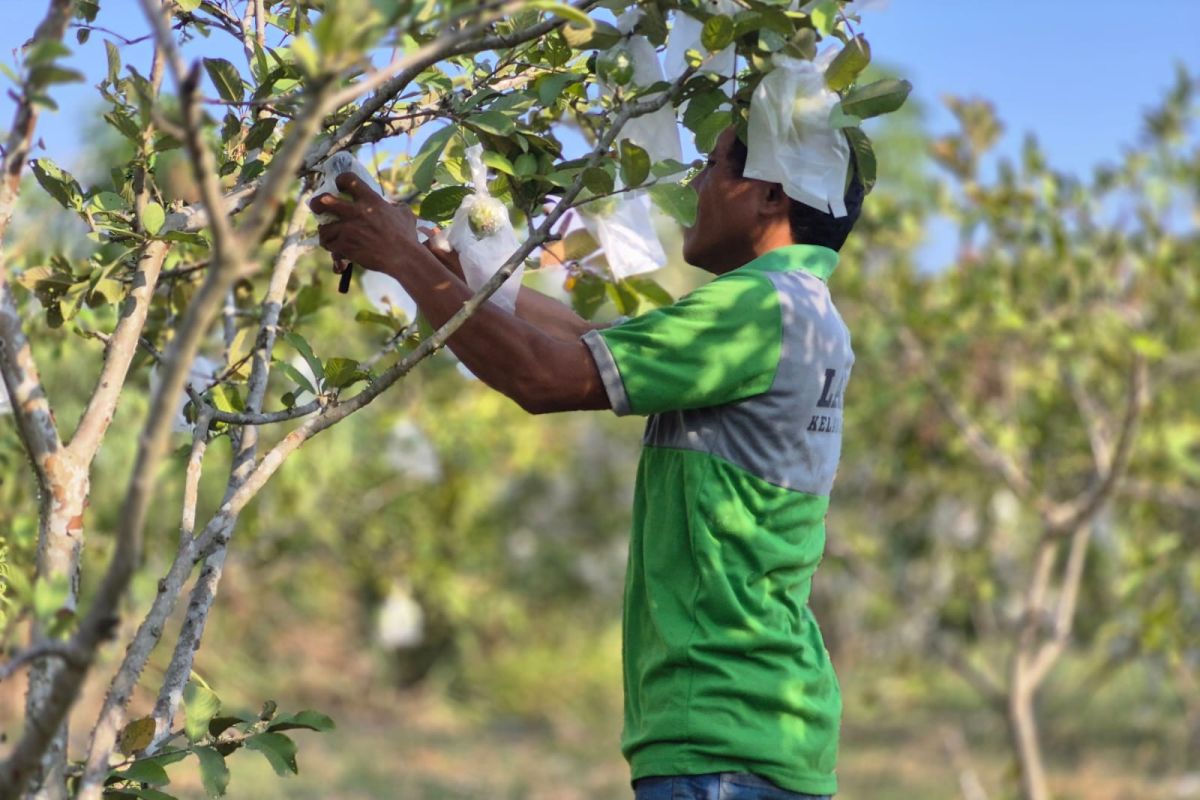 Palu Prison Involves Inmates in Horticulture Cultivation