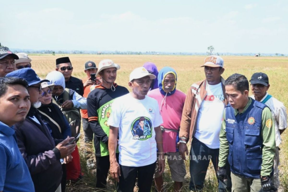 Regent: El Niño does not affect rice production in Sidrap