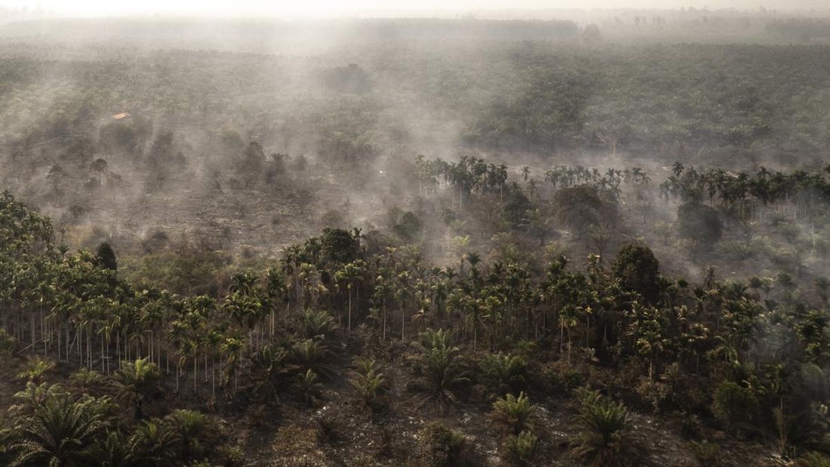 Cigarette Butt Claimed to Trigger 30-Hectare Forest Fire in Rohil, Riau; One Suspect Named