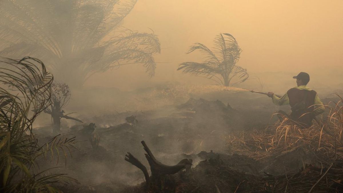 Hotspots Increase in West and Central Kalimantan, Visibility Drops to 1-1.5 km