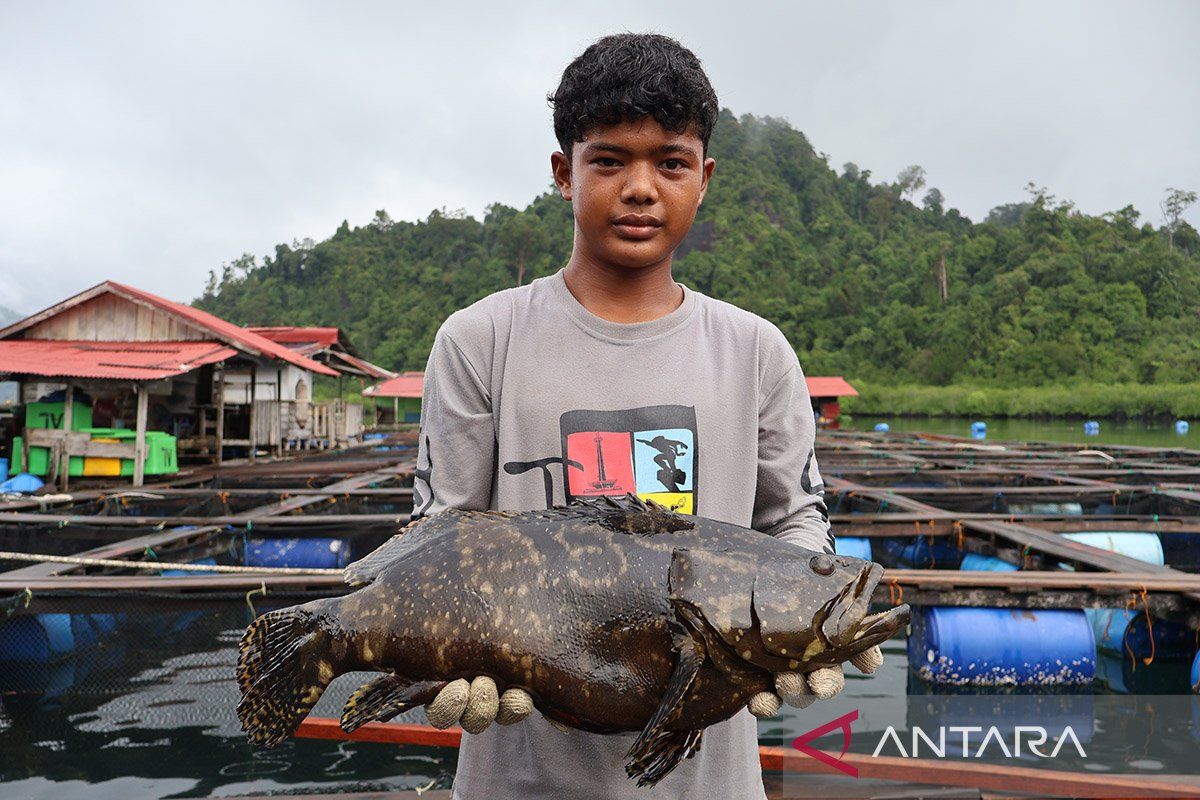 Bali's Grouper and Milkfish Seed Exports Reach Rp6.41 Billion as of August
