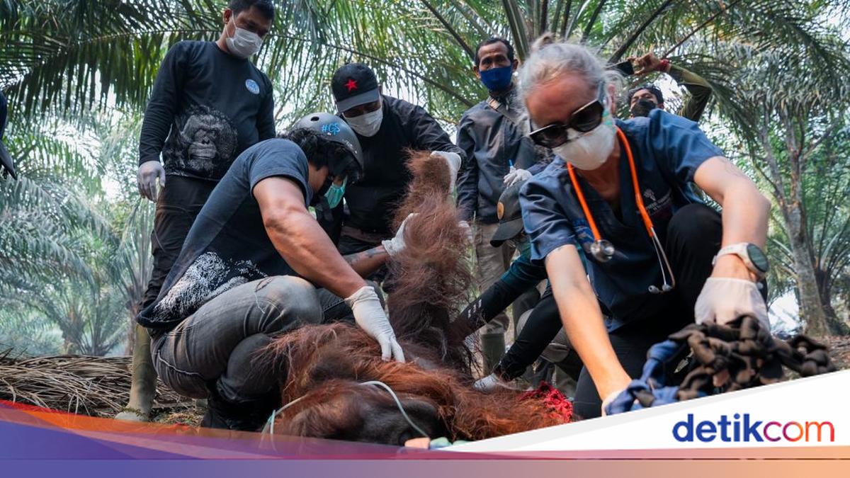 Condition of Orangutan Found Weak in Plantation Following Forest Fire Smoke