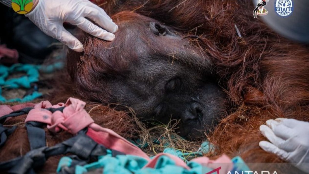 Chronology of Discovery of Orangutan Unconscious Due to Forest Fire Smoke in West Kalimantan