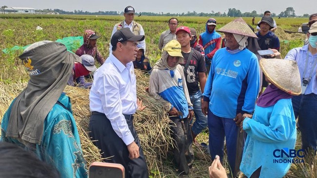 Minister Amran Makes Surprise Visit to Karawang, Wades into Rice Fields to Inspect Drought Response