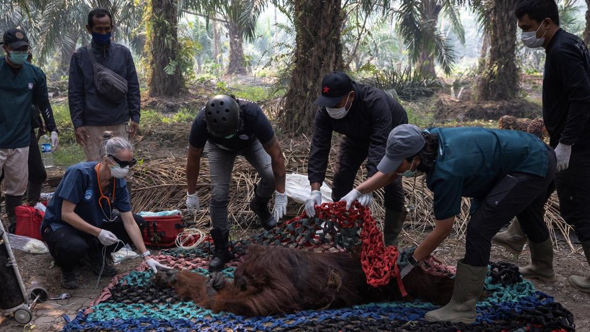 Orangutan Found Unconscious Amid Thick Haze from Kalimantan Forest Fires