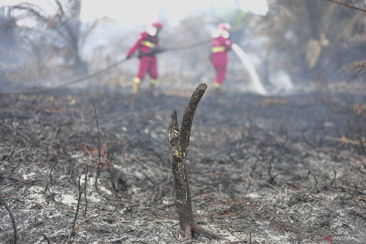 Indonesia intensifies forest fire response to curb transboundary haze