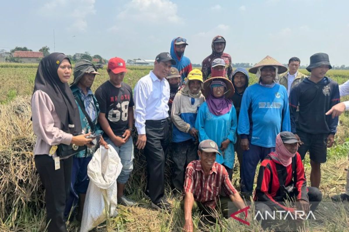 Reviewing Karawang rice fields, Agriculture Minister gives combine harvester to farm labourers