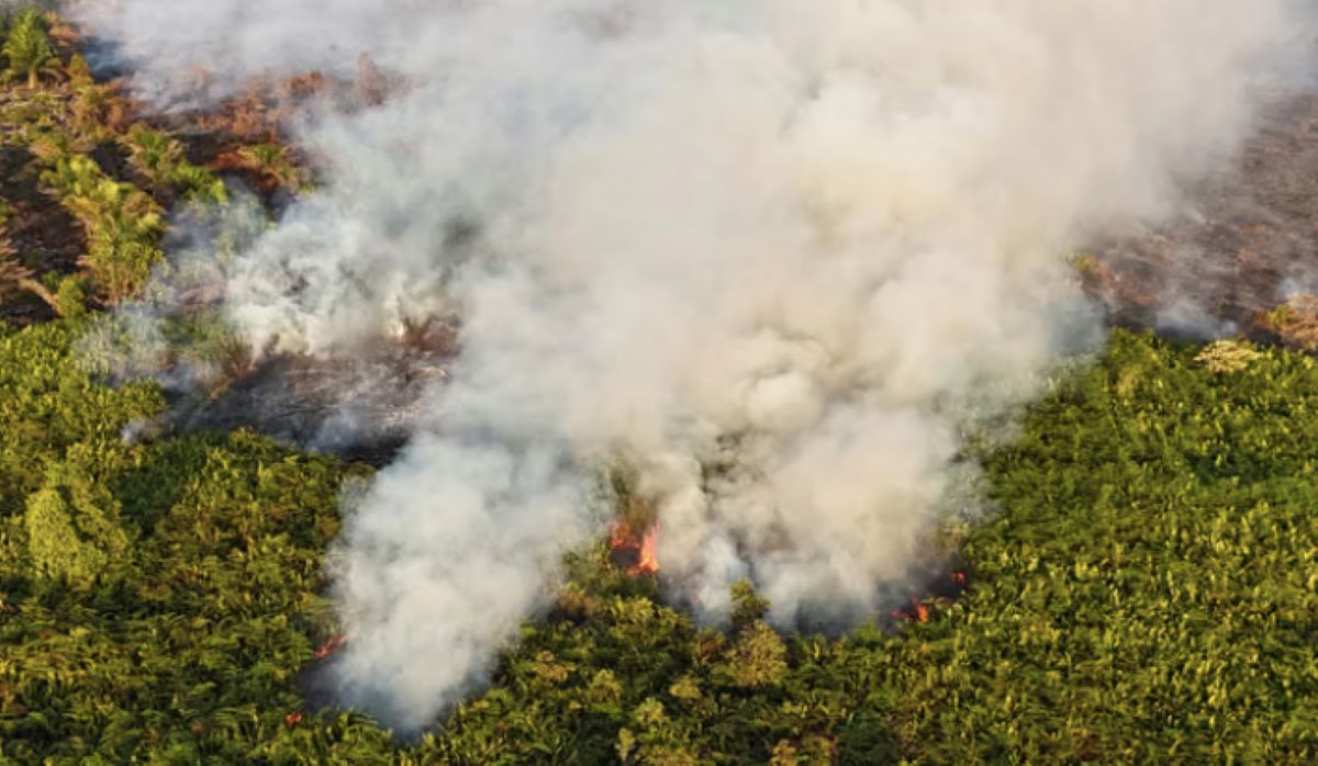 Deputy Minister of Human Rights: Forest Fire Law Enforcement Must Not Only Target Small Fry