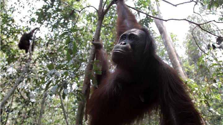 Who Is Sampurna, the Orangutan Rescued from Kalimantan Wildfire?