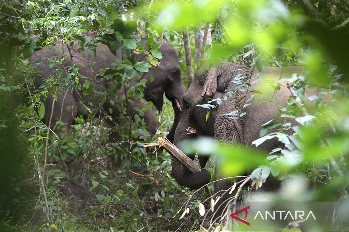 Aceh BKSDA deploys team to prevent negative elephant interactions in Central Aceh