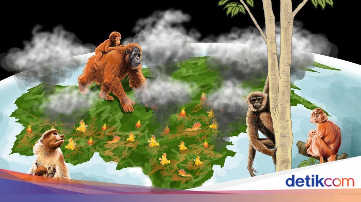 Forest Fire Catastrophe on the World's Lungs Island