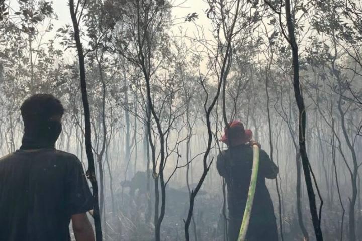 Wildfire Hotspots Surge in Three Kalimantan Provinces, BNPB Says