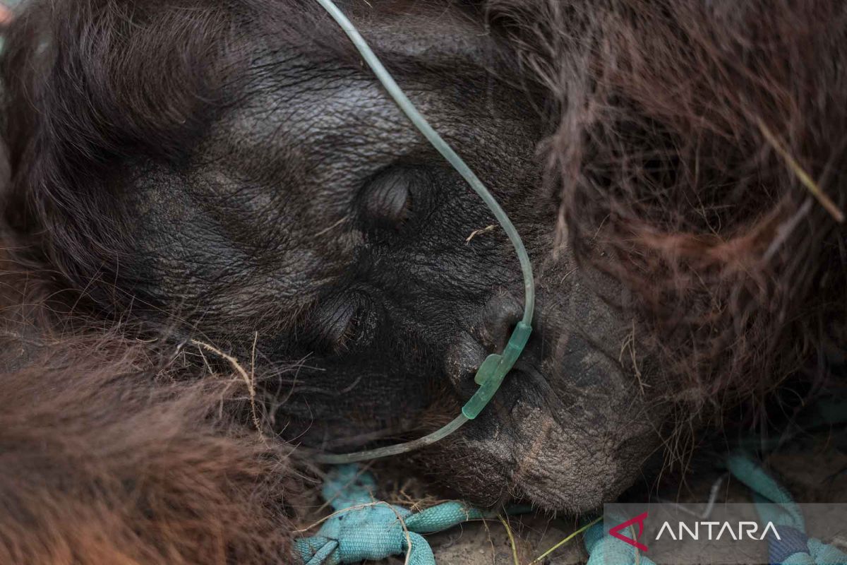 Efforts to evacuate orangutan affected by forest and land fire smoke