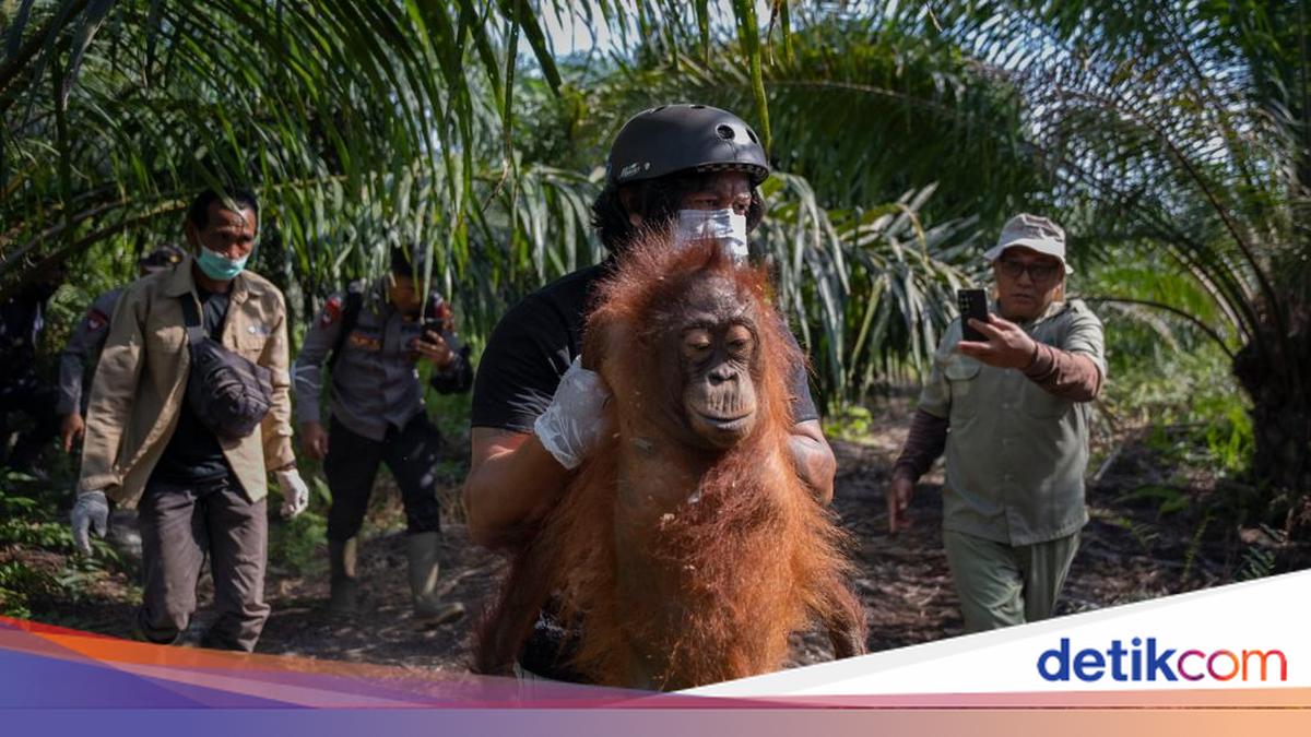 Forest Fire Smoke So Severe It Caused an Orangutan to Collapse
