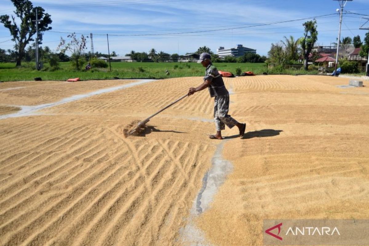 GREAT Institute: Precise Rice Production Mitigation Remains Essential
