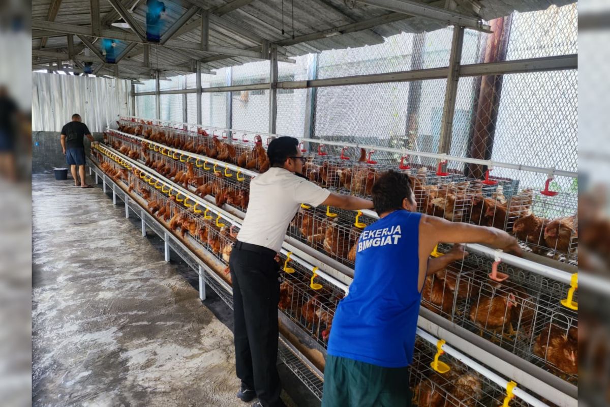 Cipinang Detention Centre develops layer chicken farming involving inmates
