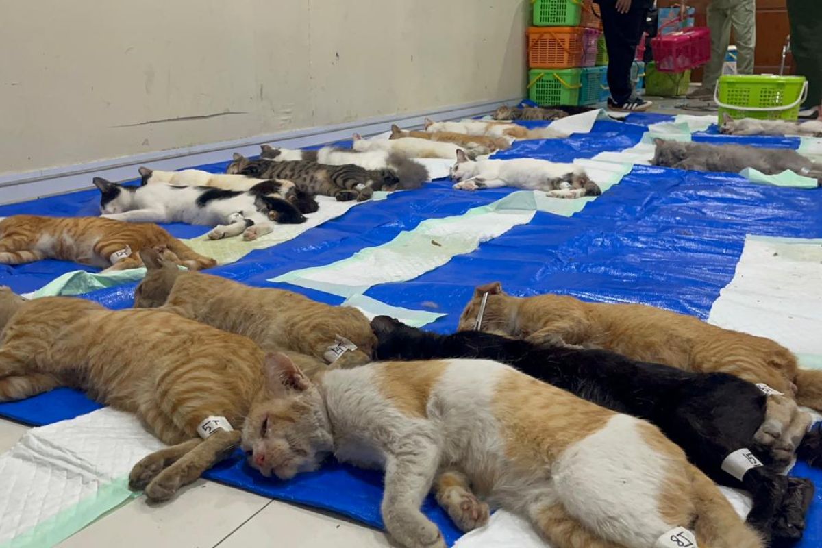 West Jakarta Food Security, Marine and Agriculture Office Provides Free Sterilisation for 200 Male Cats in Tamansari