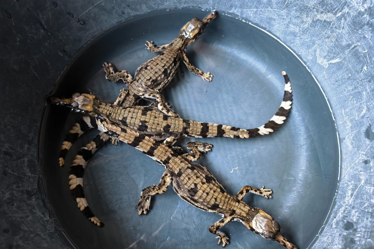 Three endangered false gharial hatchlings rescued in West Kalimantan