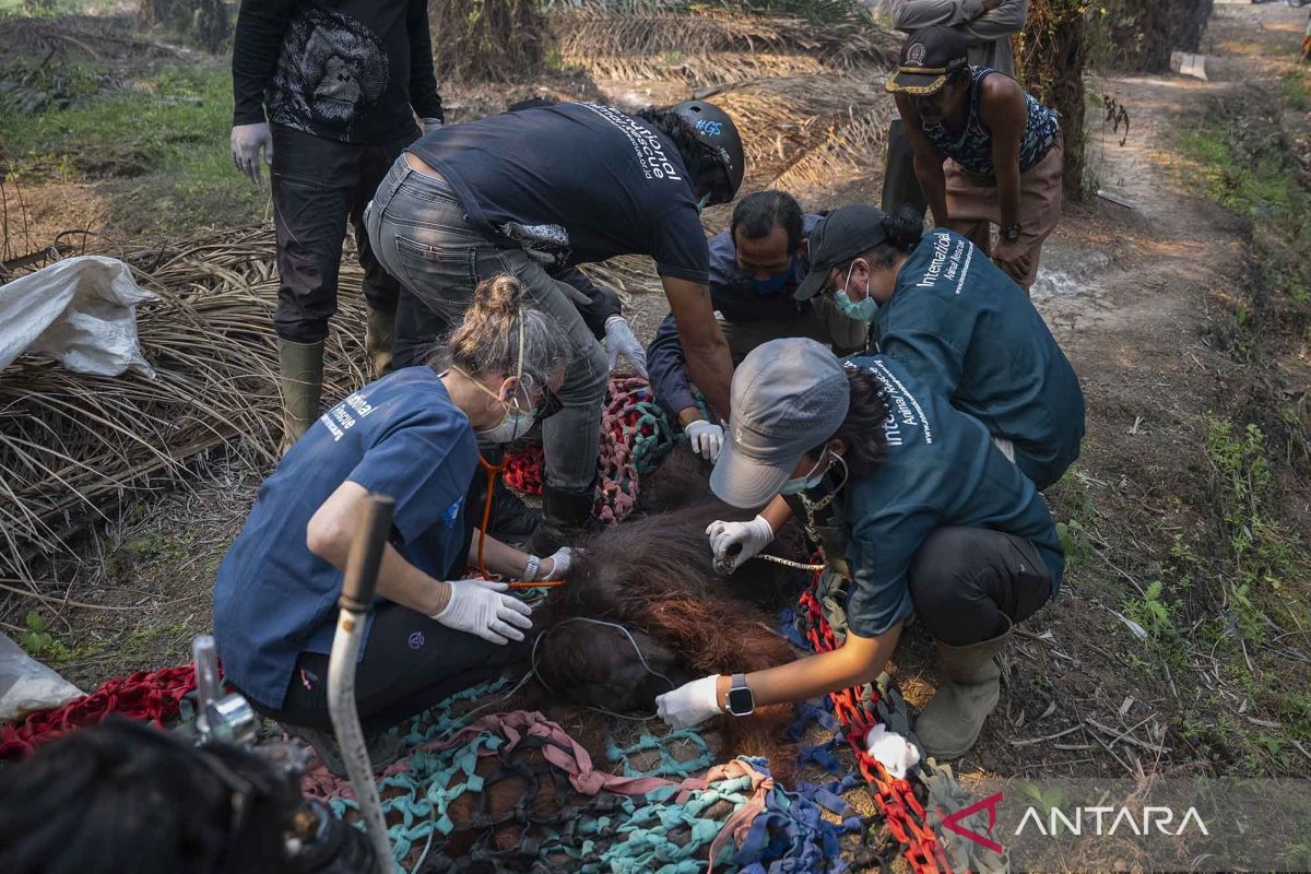 2026 Forest Fires: Saving Wildlife, Protecting Their Homes