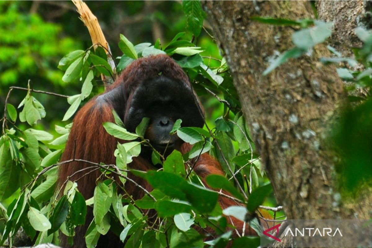 West Kalimantan Natural Resources Conservation Agency Prioritises Orangutan Protection During Forest Fires