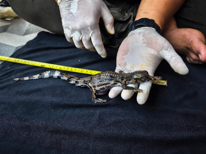 Three False Gharial Hatchlings Rescued After Hatching in West Kalimantan