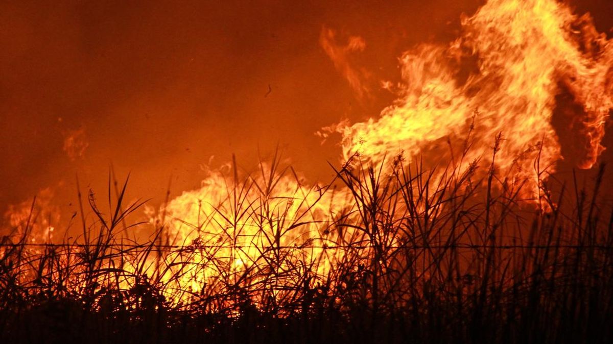 Central Kalimantan Governor Declares Emergency Response for Forest and Land Fires until 29 September