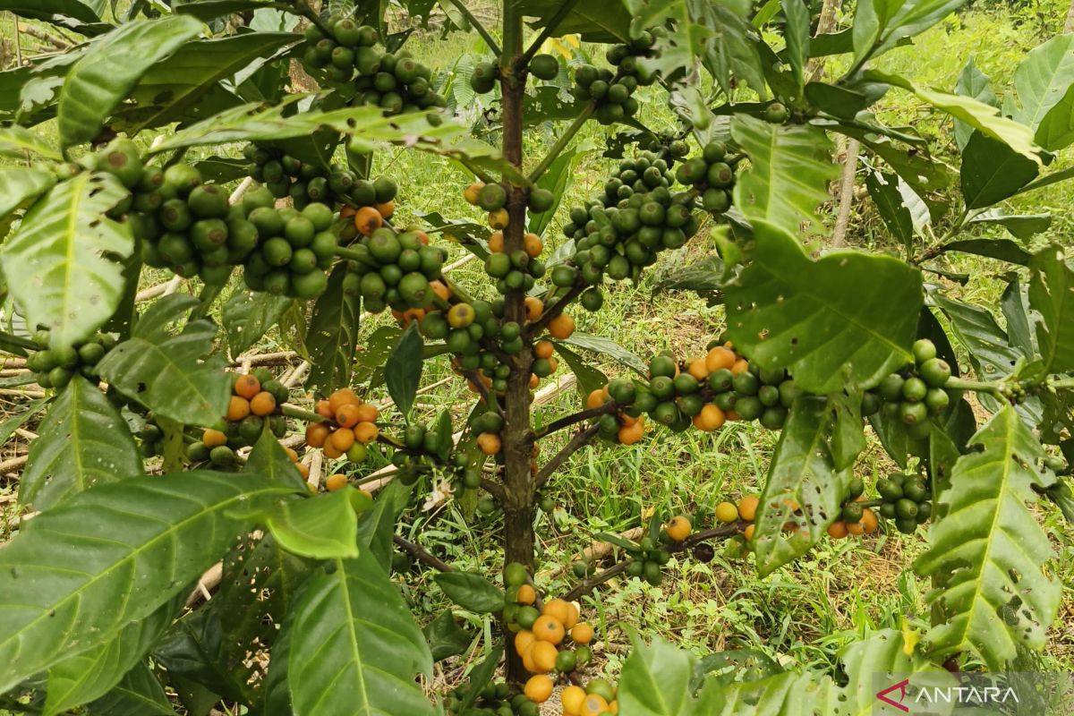 Liberica Coffee and Growing Hopes in Padi Jaya