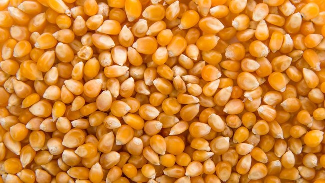 Indonesian Maize Production Reaches 14.25 Million Tonnes, Slight Increase in 2026