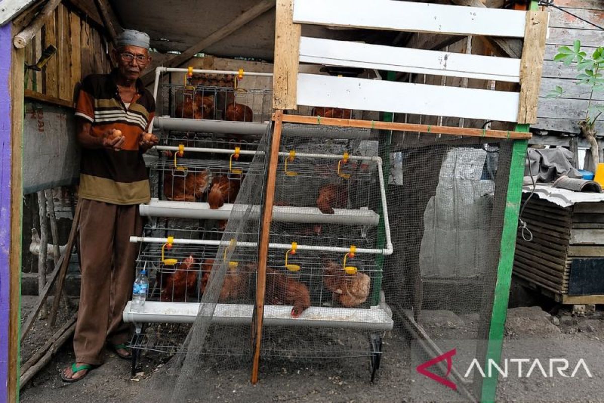 PTBA Empowers Merapi Timur Community through Layer Chicken Programme