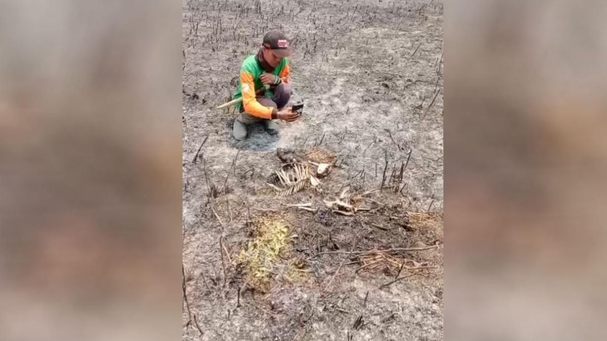 Deer Found Dead in Semeru Forest Fires; Leopards Forced to Migrate